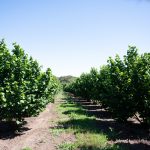 Desarrollo de Kit para el Análisis de Nutrientes en Savia en Cultivos de Arándanos